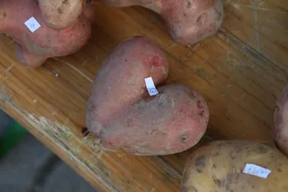 GERENCE-PARTI PITYÓKA-PARTY borítóképe