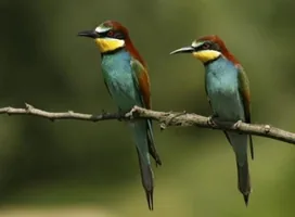 Gyurgyalag fészkelőhely borítóképe