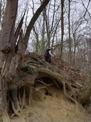 Fotók, Vadon Vándorai 