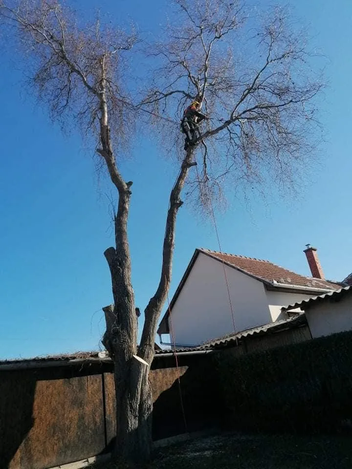 Fűzfa kivágása alpintechnikával!