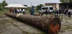 Fotó: Boros József fafaragó, az állítás pillanatai