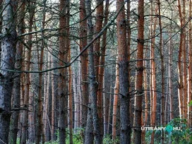 Ősfenyves borítóképe