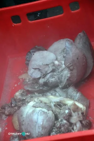 6. Falusi disznóvágás / Fotók: Útirány.hu