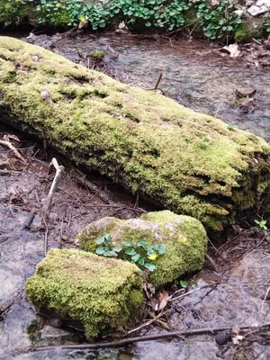 Fotók, Vadon Vándorai 