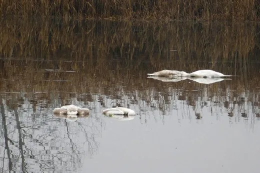 'Tömeges hattyúpusztulás Sárospataknál' cikk borítóképe