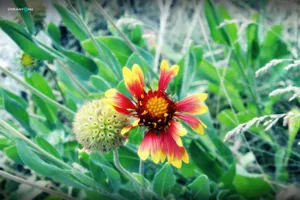 Falunap 2019 / Fotók: Útirány.hu