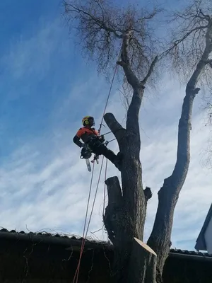 Fűzfa kivágása alpintechnikával!
