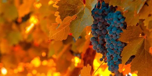 'Szüreti felvonulás és bál' cikk borítóképe