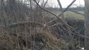 Hódok munkássága Porván