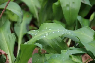 III. Fenyőfői Medvehagymás Családi Nap borítóképe