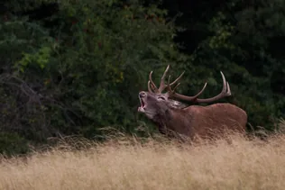 Erdőlátogatási korlátozások borítóképe