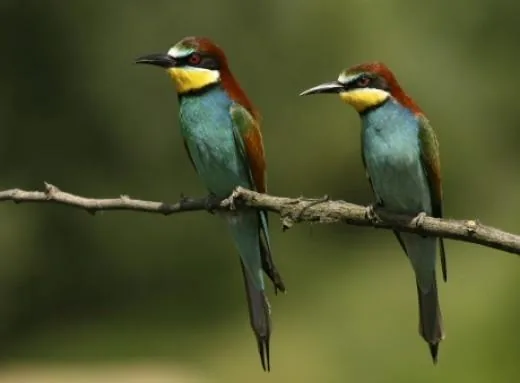 'Gyurgyalag fészkelőhely' cikk borítóképe