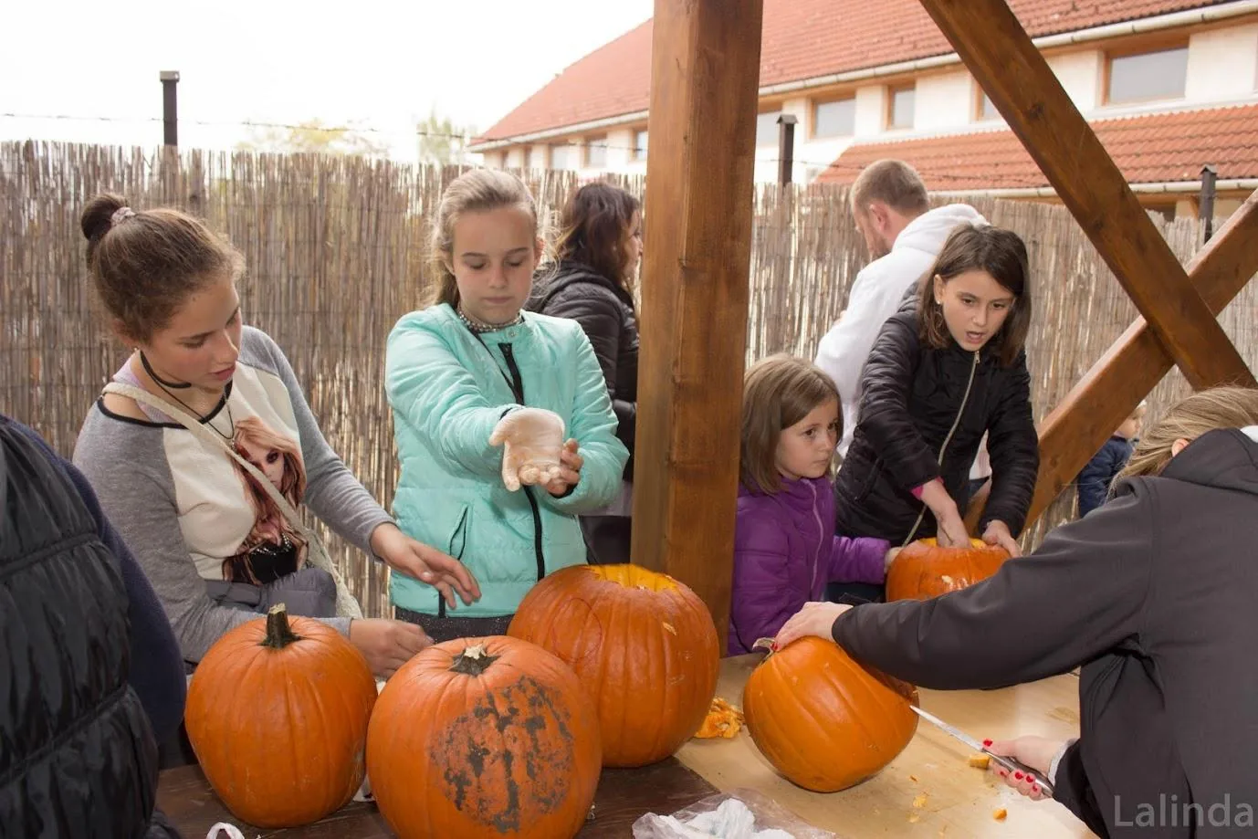 Fotók 1 album: Babai Lalinda