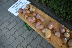 Kora délután, fotók: BakonyiHírek