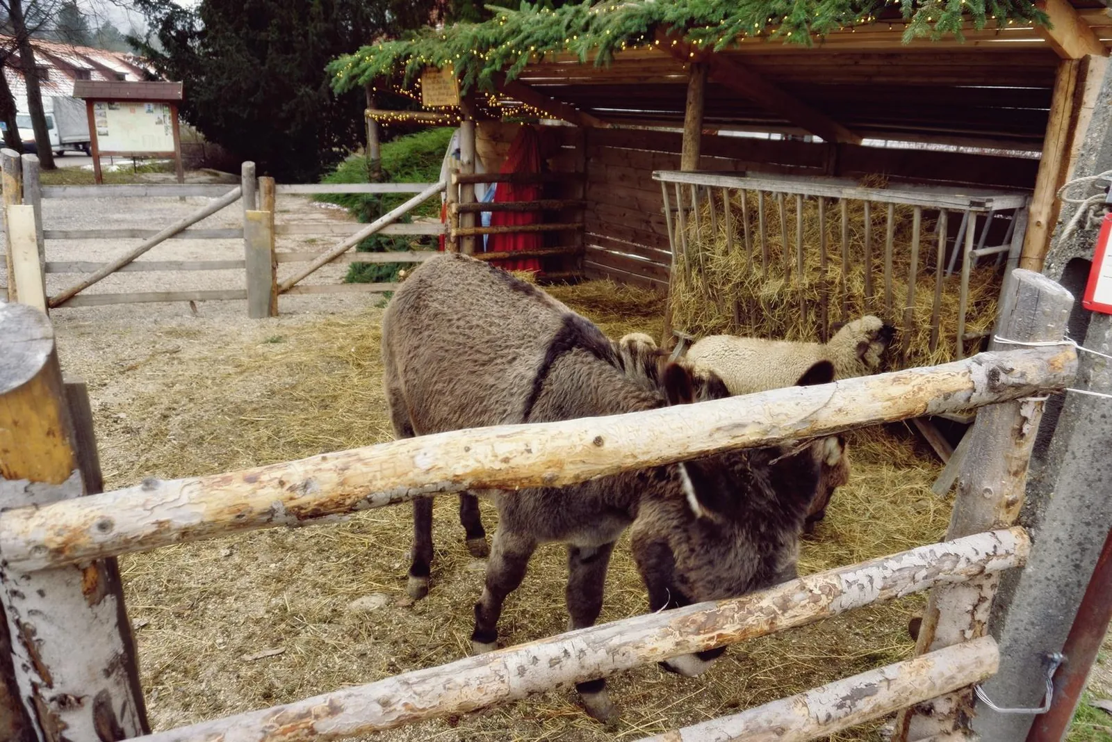 Betlehem 2019 Fotó: Nagy Ferenc