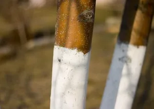 Gazda percek - Gyümölcsfák téli védelme borítóképe