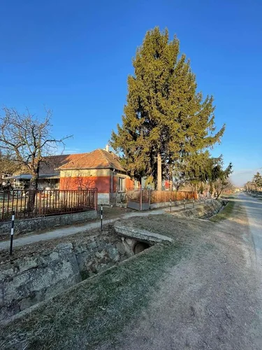 Fenyő és nyárfák kivágása kosaras autóval, alpintechnikával és csörlő segítségével