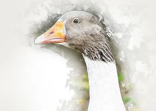 'Márton-nap Olaszfaluban' cikk borítóképe