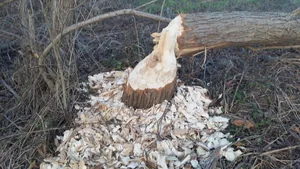 Hódok munkássága Porván