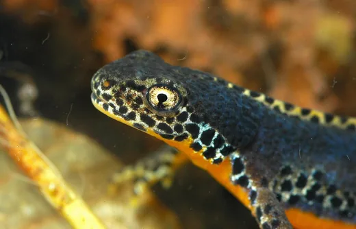 'Bakonyi ritkaság az alpesi gőte' cikk borítóképe