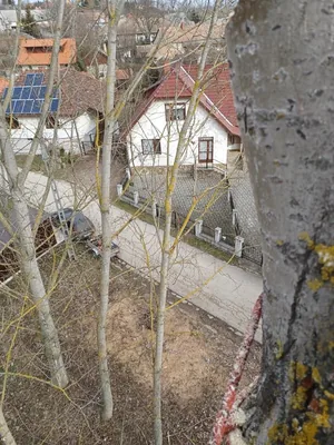 Nyárfák kivágása!A csörlő ma is nagy segítség volt!