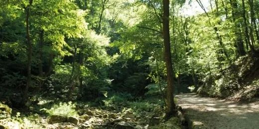 'Bakonyszentlászlói Erdészet-Bakonyerdő Zrt' cikk borítóképe