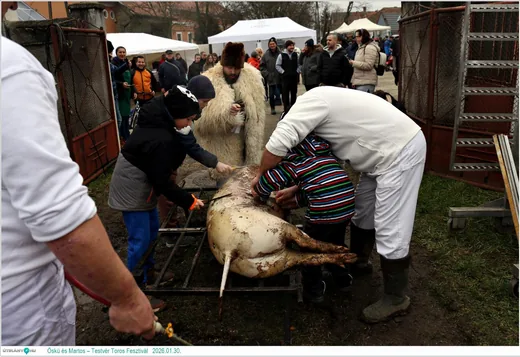 ' Öskü és Martos – Testvér Toros Fesztivál' cikk borítóképe