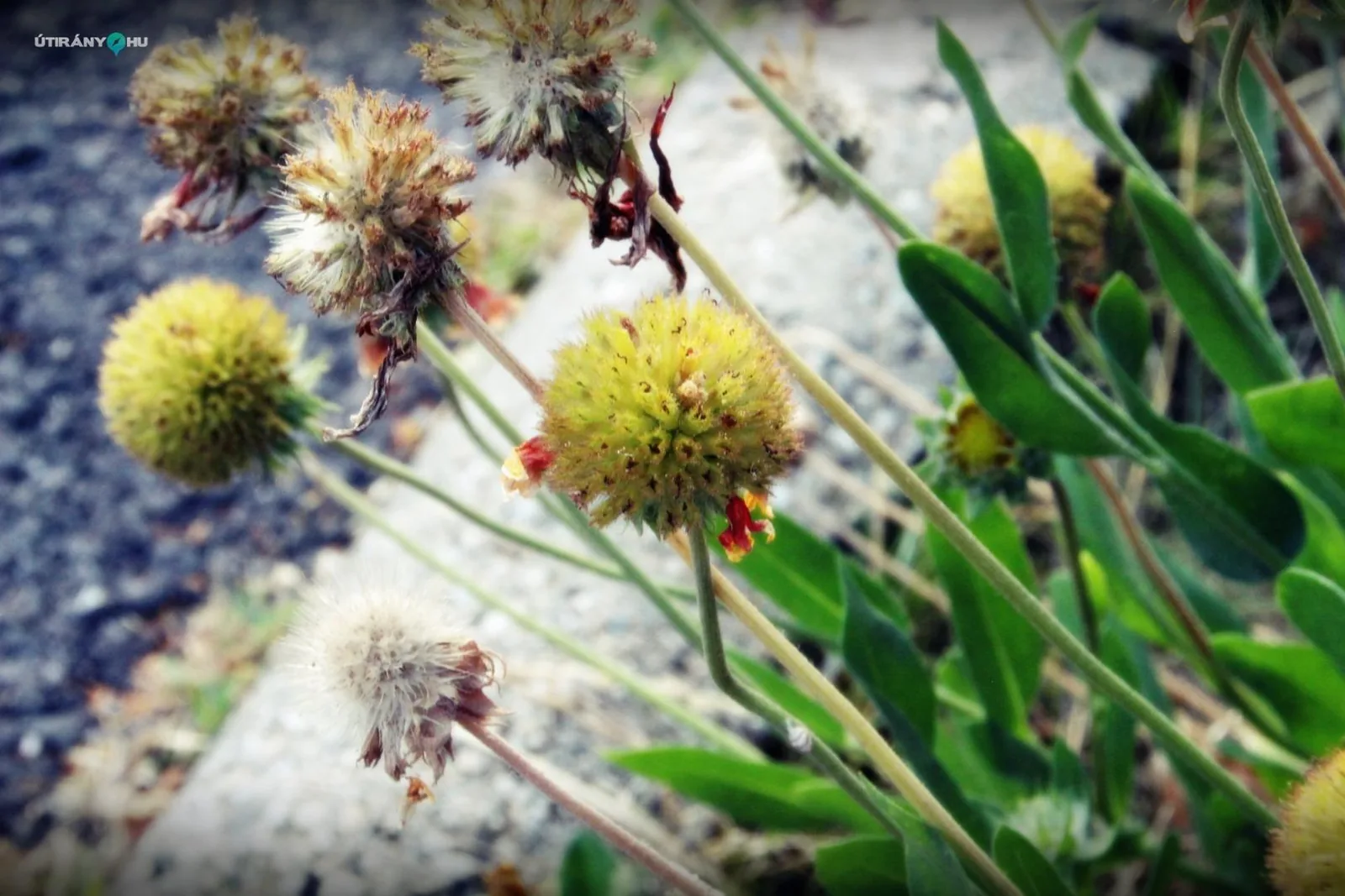 Falunap 2019 / Fotók: Útirány.hu