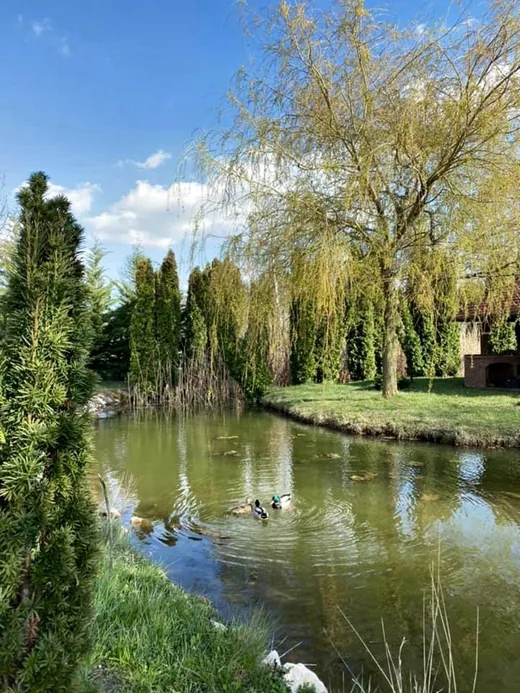 'Tündér Farm' cikk borítóképe