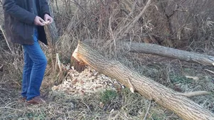 Hódok munkássága Porván