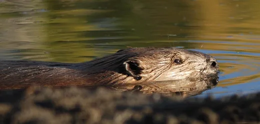 'Hódjainkról a Hír Tv is beszámolt' cikk borítóképe