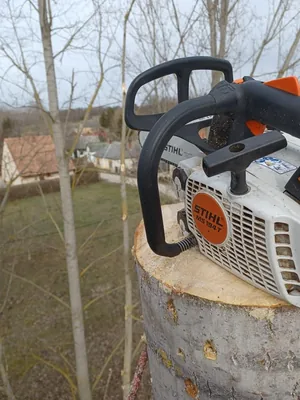 Nyárfák kivágása!A csörlő ma is nagy segítség volt!