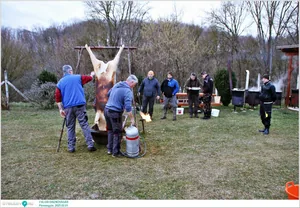 Pénzesgyőr, Falusi Disznóvágás 2025