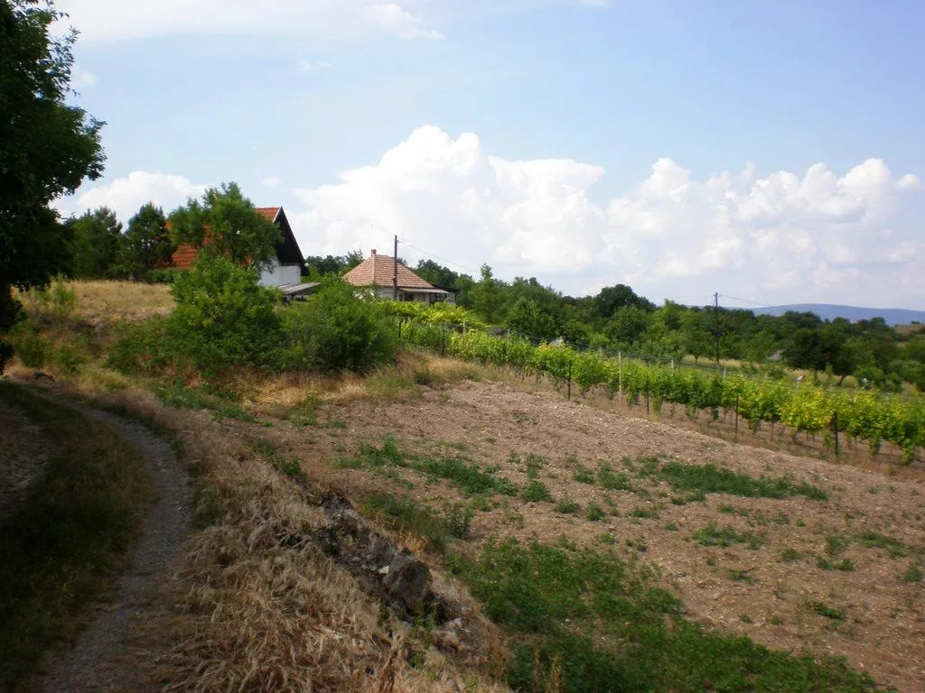 Szőlőhegy Fotók