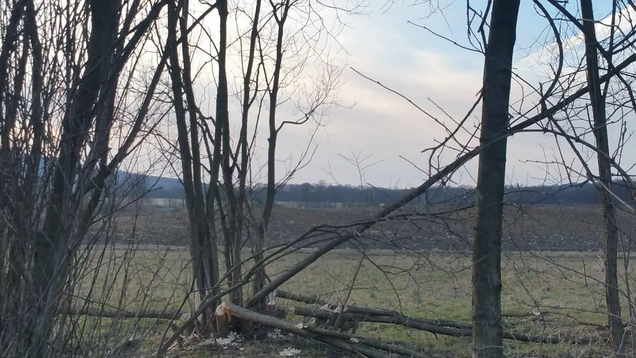 Hódok munkássága Porván