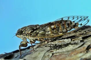 Kabóca a hangos zenész borítóképe