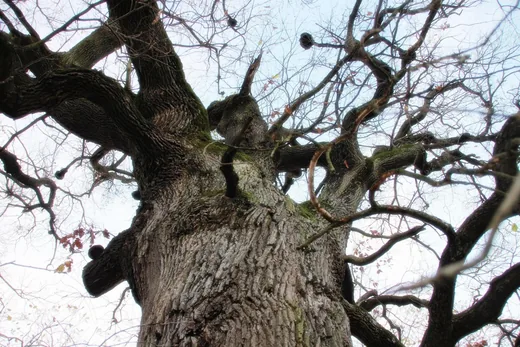'Öreg Tölgy' cikk borítóképe