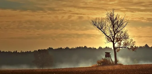 'Társas vadászatok ütemterve ' cikk borítóképe