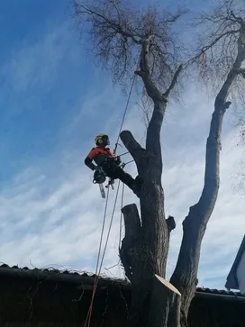 Totó Favágás, fűnyírás borítóképe
