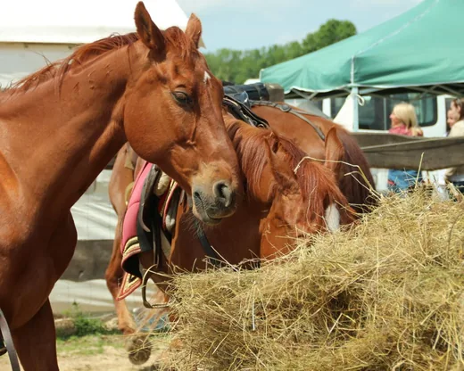 'Bakonyi Vágta 2015' cikk borítóképe