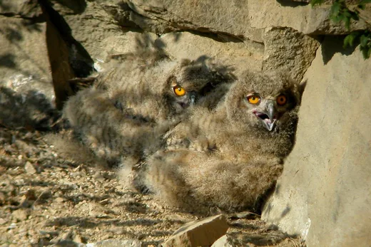 'Uhufiókák a Bakonyban' cikk borítóképe