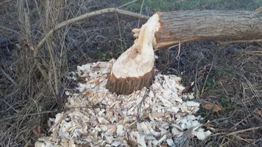 Hódok munkássága Porván