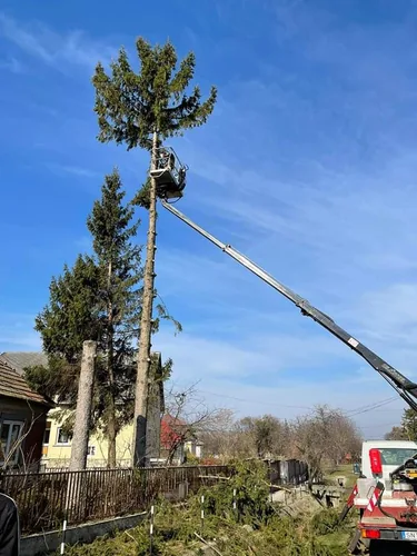 Fenyő és nyárfák kivágása kosaras autóval, alpintechnikával és csörlő segítségével