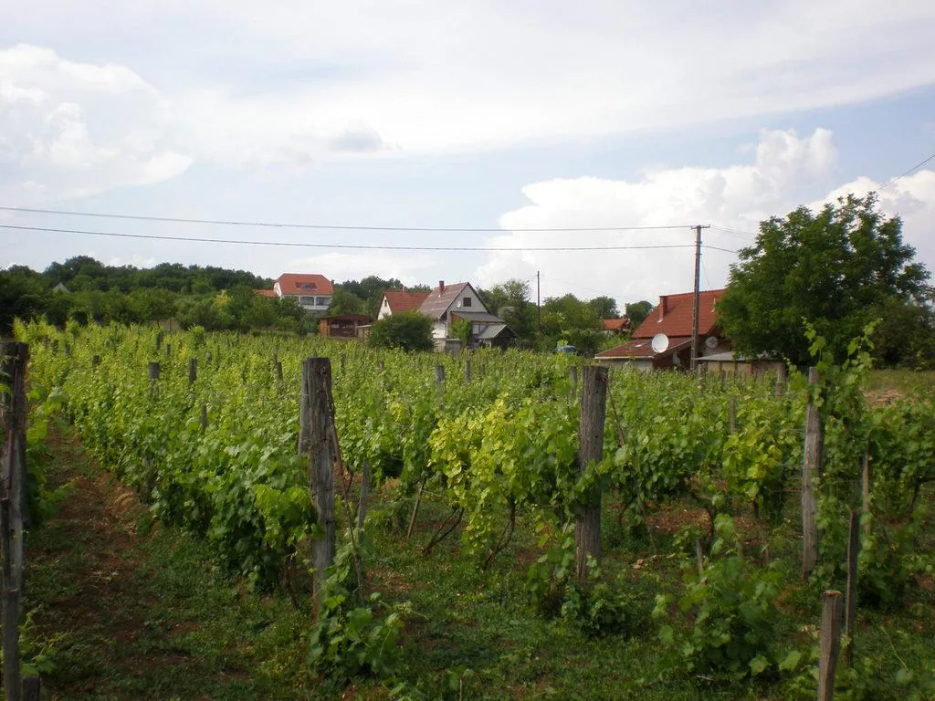 Szőlőhegy Fotók