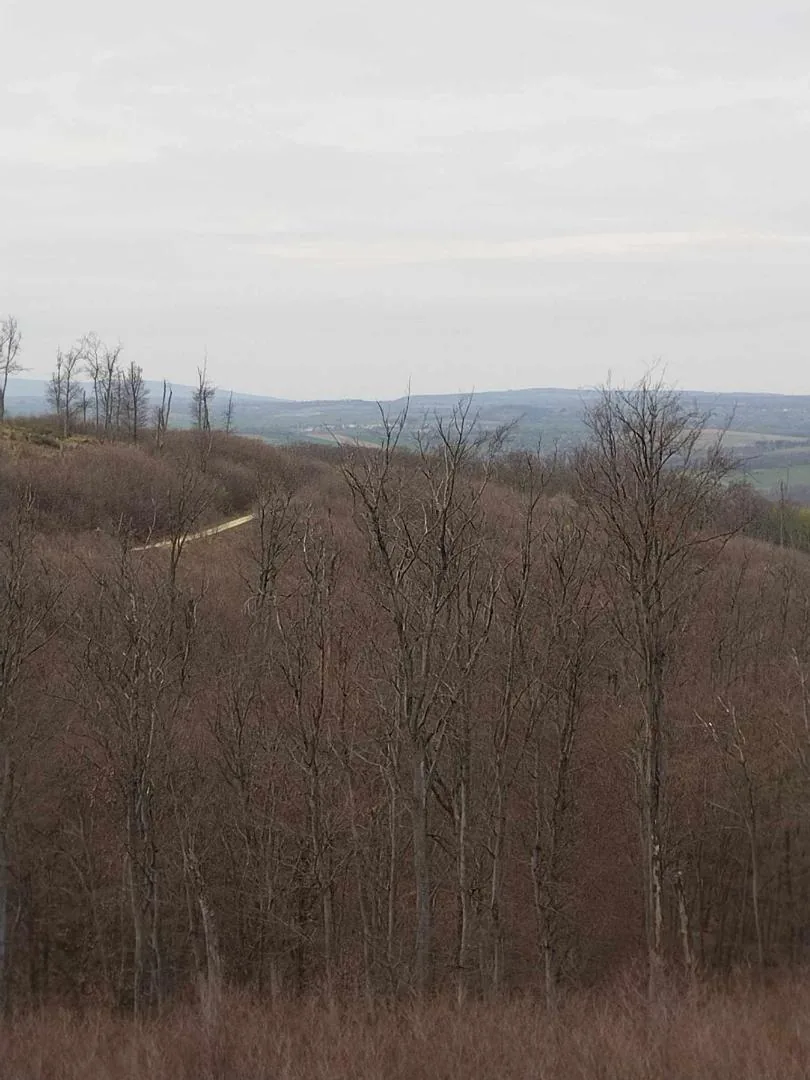 Fotók, Vadon Vándorai 